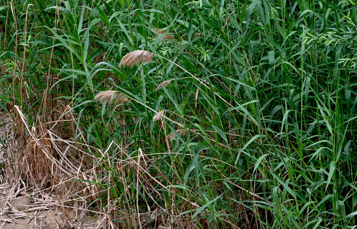 Image of Phragmites australis specimen.