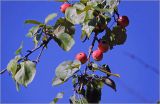 Malus prunifolia. Часть ветви с созревающими плодами и листьями. Московская обл., Раменский р-н, окр. дер. Хрипань, садовый участок. 04.08.2026.