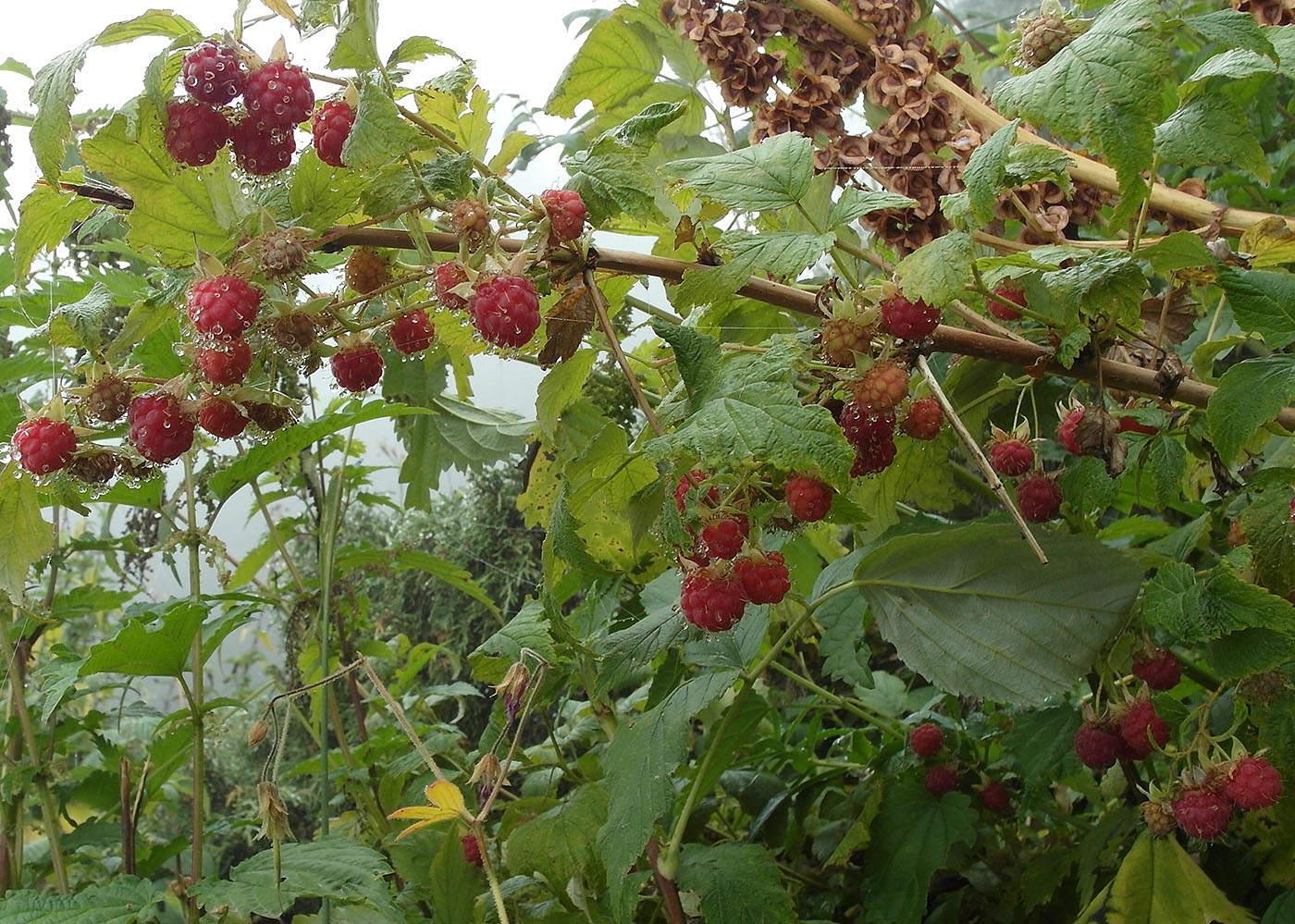 Изображение особи Rubus idaeus.