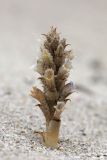 Orobanche camptolepis. Цветущее растение. Извлечённое из земли цветущее растение с питающим растением Polygonum sp. Таджикистан, Горно-Бадахшанская автономная обл., Рошткалинский р-н, окр. кишлака Дашт, дол. р. Шахдара, ≈ 2650 м н.у.м., частично закреплённые пески. 12 июля 2026 г.