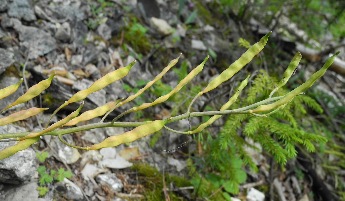 Image of Parrya nudicaulis specimen.