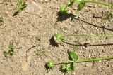 familia Dipsacaceae. Верхушка сорванного цветущего растения. Турция, ил Артвин, р-н Юсуфели, 250 м ниже дер. Гюльпынар, выс. 1500 м н.у.м., луг. 13 июня 2026 г.