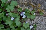 Cymbalaria muralis. Верхушка побега с цветками. Португалия, округ Лейрия, пос. Обидуш, у подножия каменной стены. 07.08.2025.