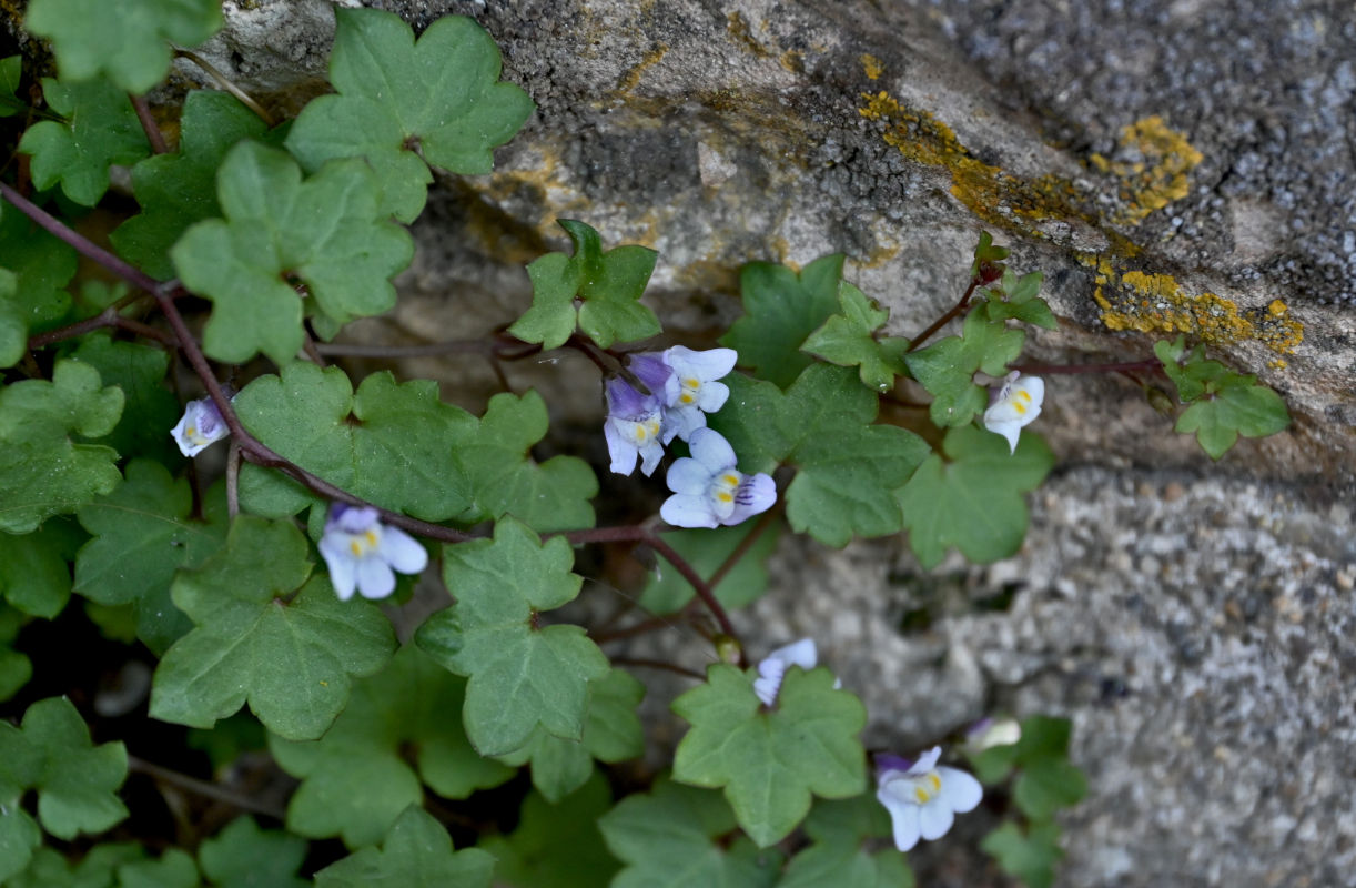 Image of Cymbalaria muralis specimen.