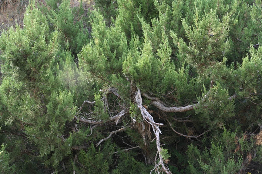 Image of Juniperus polycarpos specimen.