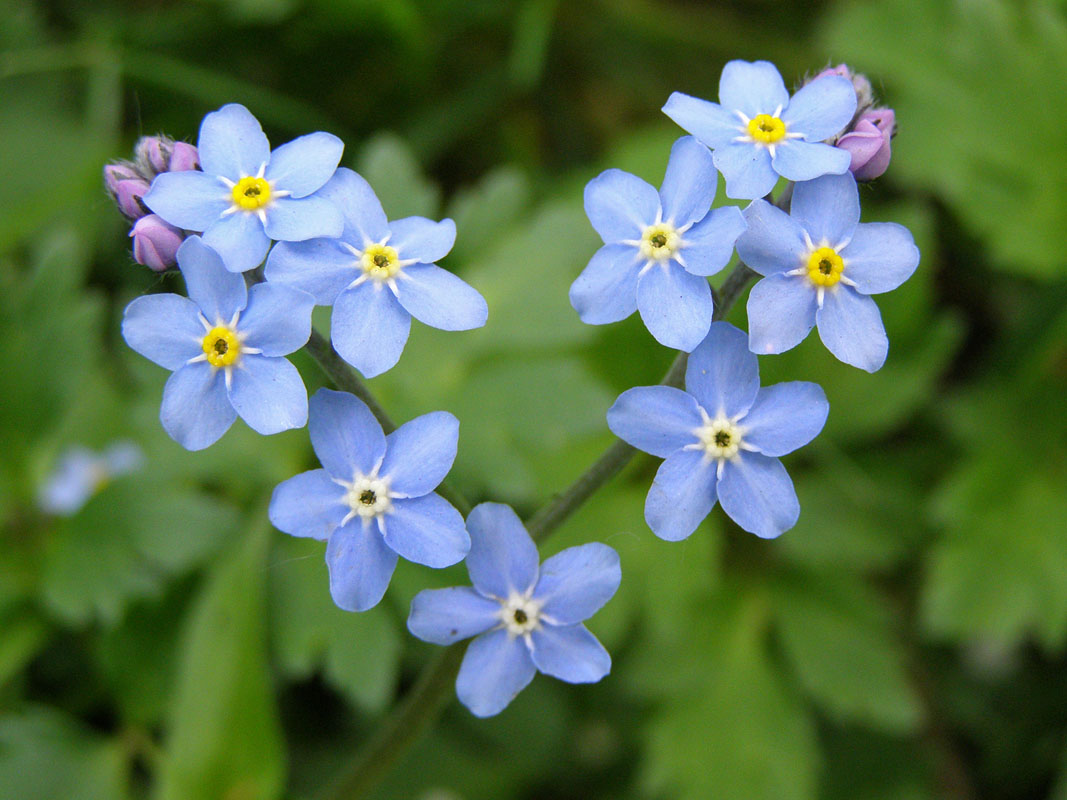 Image of Myosotis sylvatica specimen.