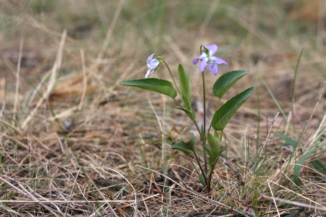 Image of Viola canina specimen.