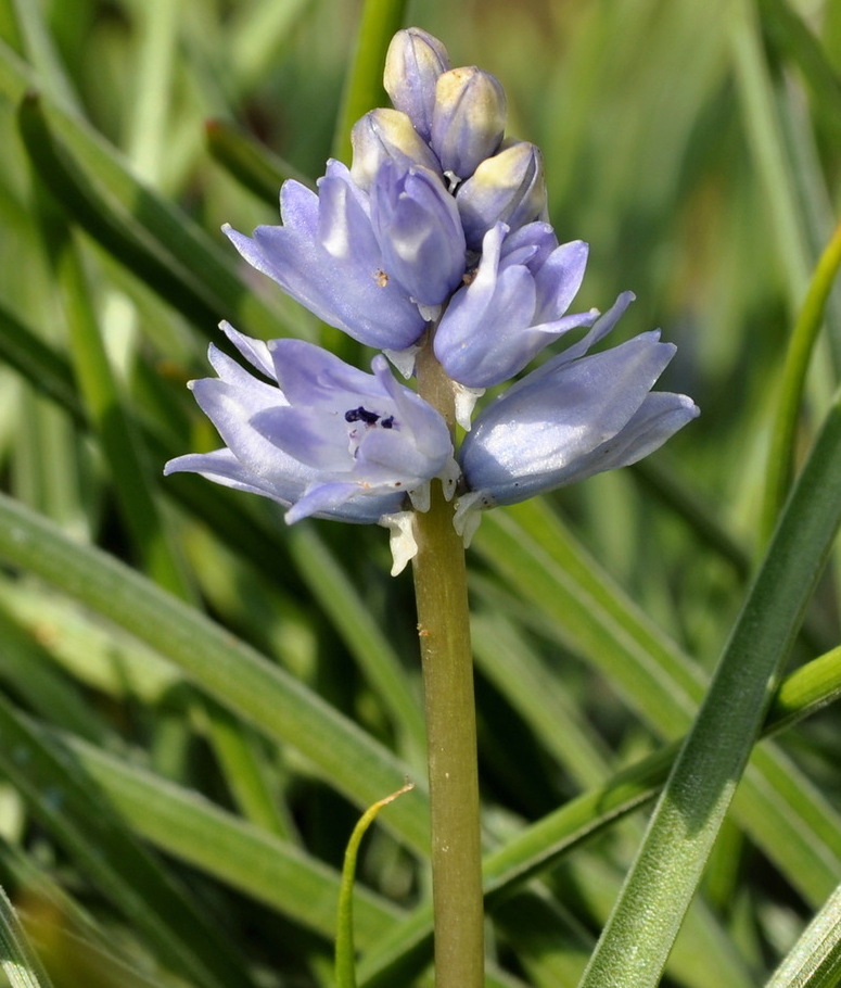 Изображение особи Bellevalia hyacinthoides.