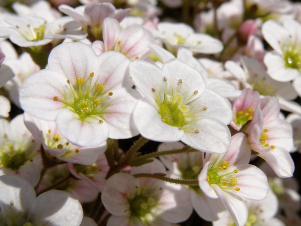 Image of Saxifraga &times; arendsii specimen.