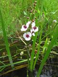 Sagittaria sagittifolia