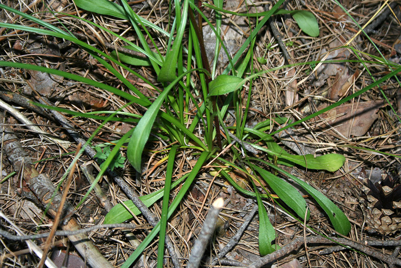 Image of Erigeron droebachiensis specimen.