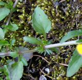 Viola tricolor. Часть стебля с листьями, имеющими перистораздельные прилистники с увеличенной конечной долей. Украина, Ивано-Франковская обл., Надворнянский р-н, с. Быстрица, обочина дороги. 22 июня 2011 г.