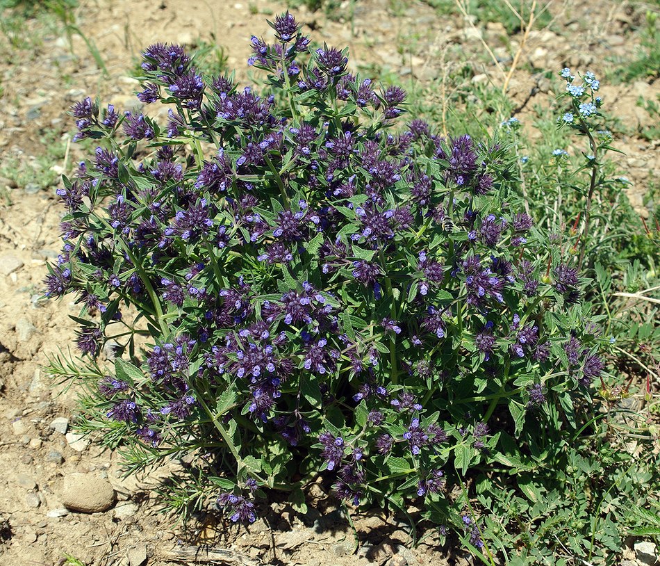 Image of Nepeta ucranica specimen.