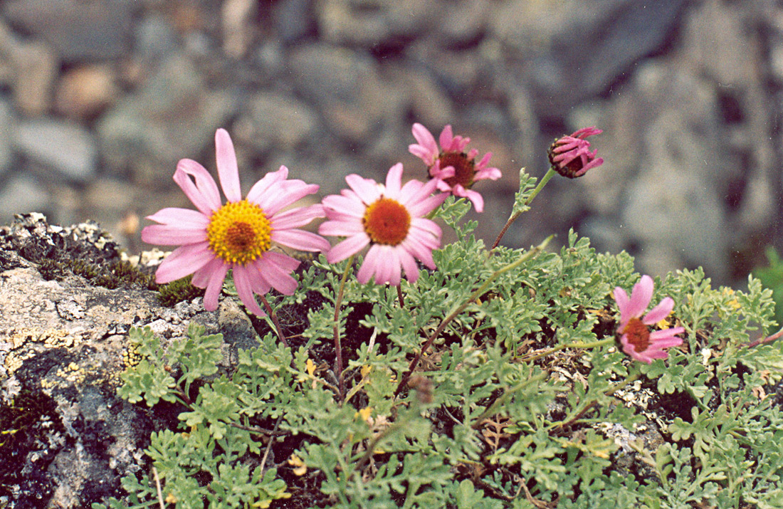 Изображение особи Chrysanthemum sinuatum.