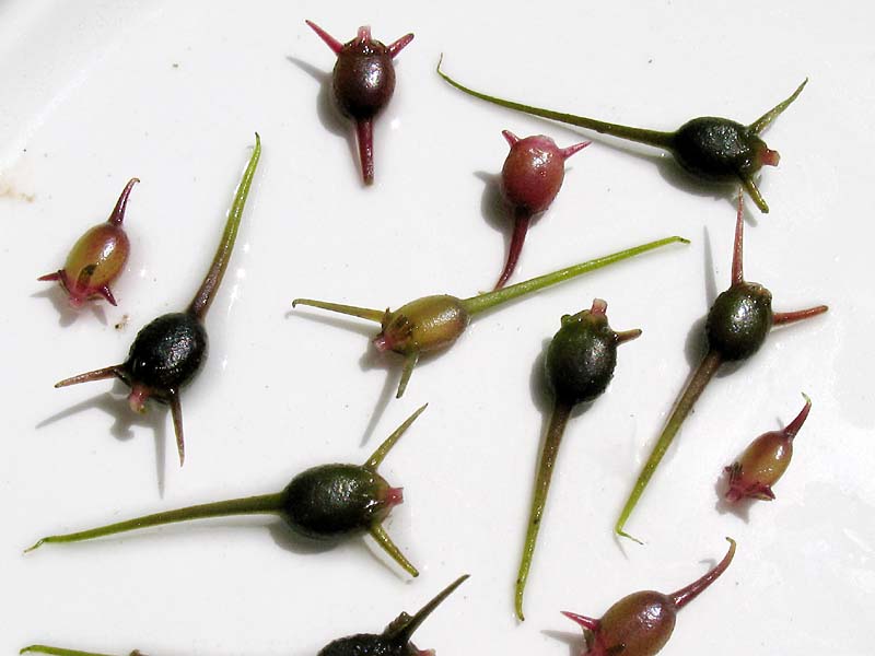 Image of Ceratophyllum demersum specimen.