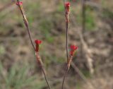 род Polygonum