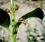 Vincetoxicum pumilum