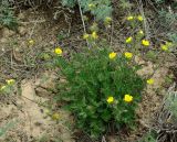 Potentilla soongorica