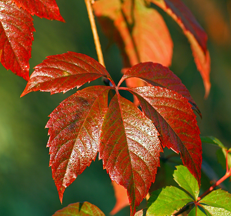 Изображение особи Parthenocissus quinquefolia.