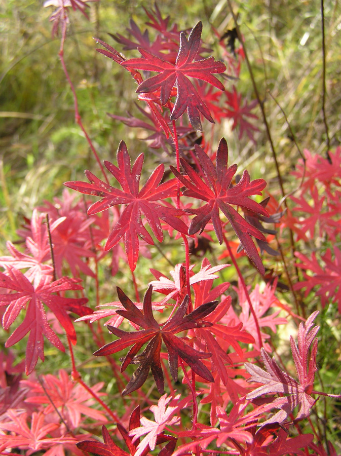 Image of Geranium sanguineum specimen.