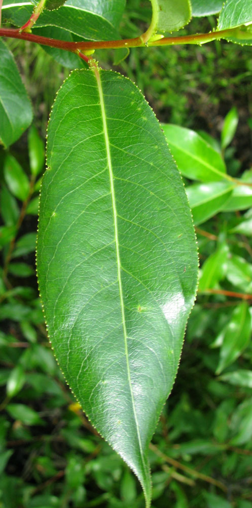 Image of Salix pentandra specimen.