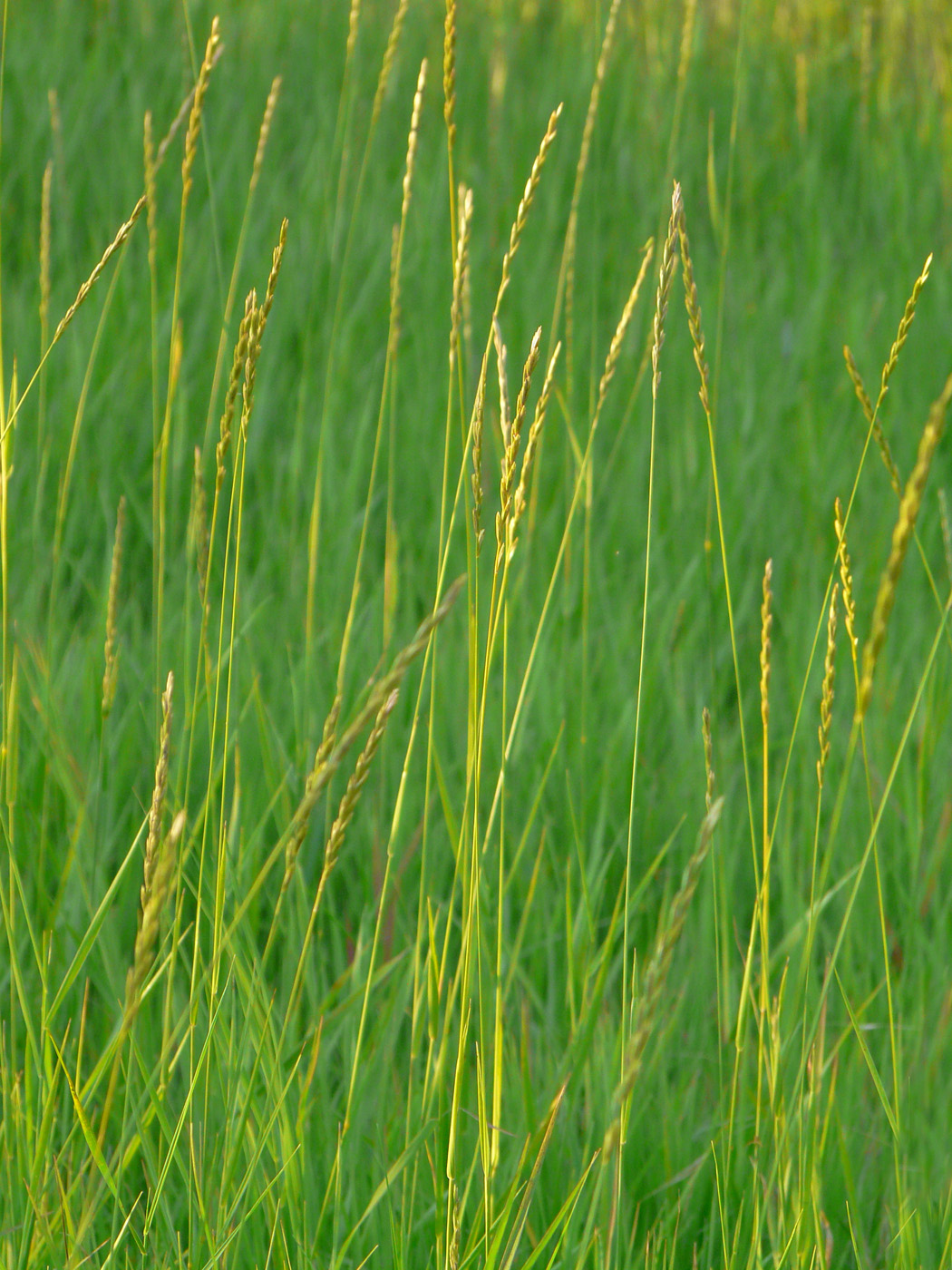 Image of Elytrigia repens specimen.
