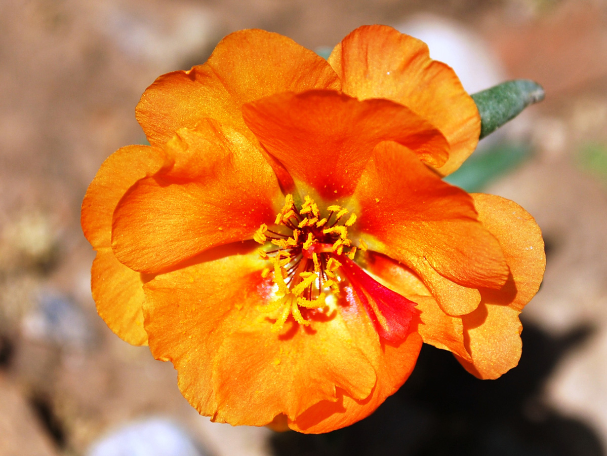 Image of Portulaca grandiflora specimen.