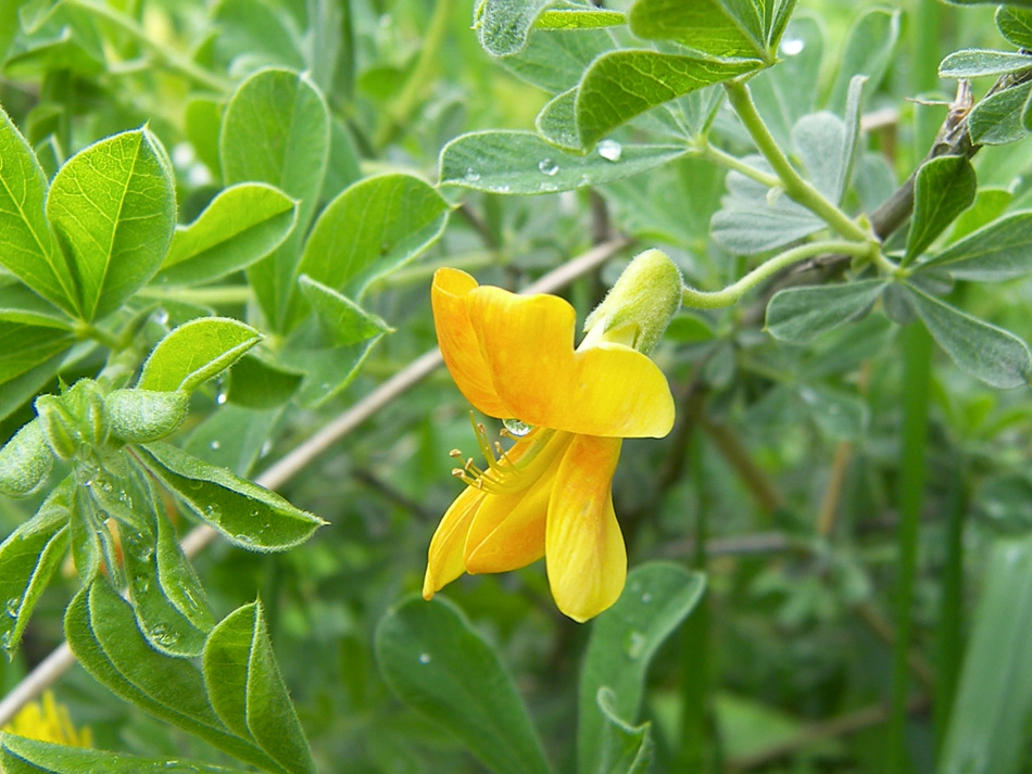 Image of Caragana frutex specimen.
