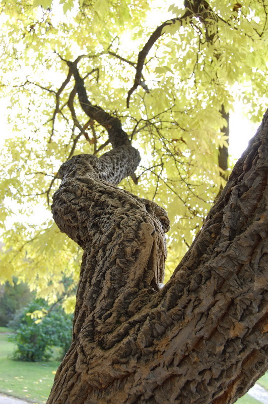 Image of Phellodendron amurense specimen.