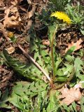 Taraxacum