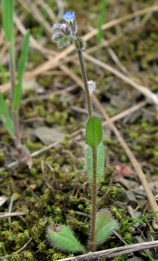 Изображение особи Myosotis ramosissima.