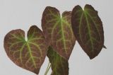 Epimedium × perralchicum. Листья. Германия, г. Кемпен. в культуре. 28.04.2012.