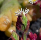 Mesembryanthemum nodiflorum