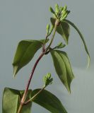 Lonicera acuminata. Верхушка побега с развивающимися соцветиями и листьями (видна их обратная сторона). Германия, г. Кемпен, у забора. 12.05.2012.