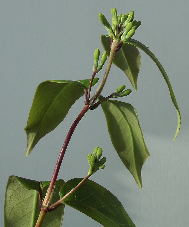 Image of Lonicera acuminata specimen.