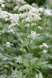 Valeriana officinalis