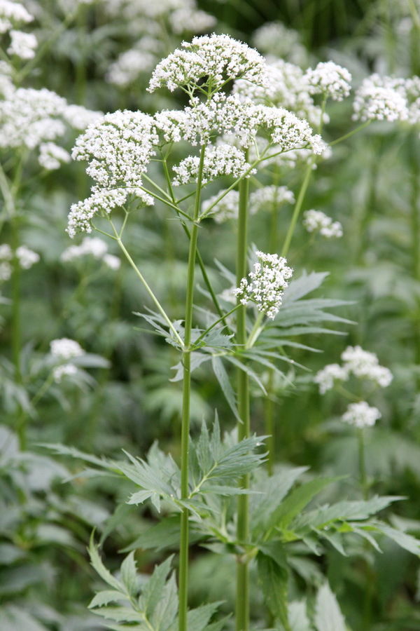 Изображение особи Valeriana officinalis.