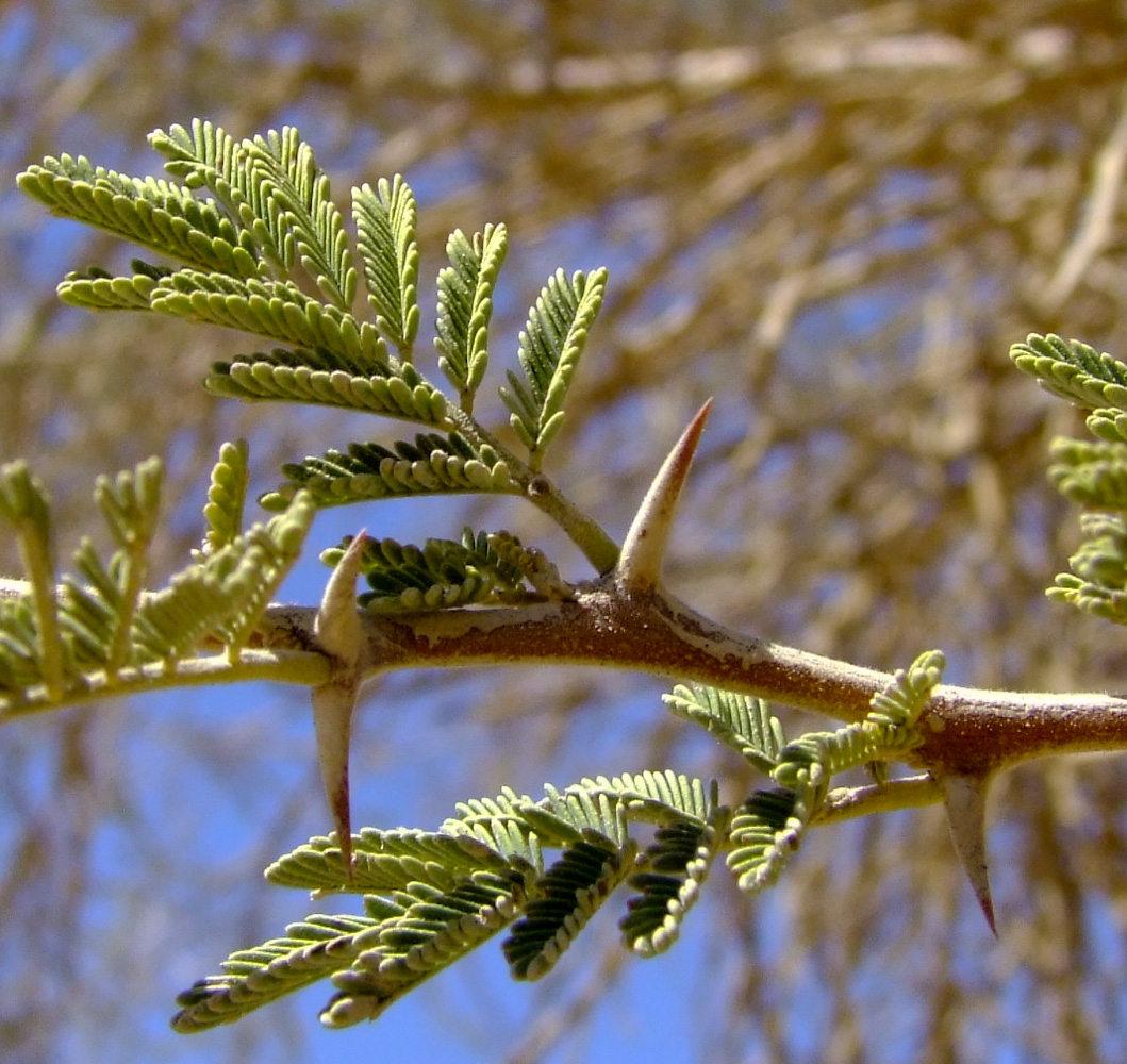 Image of Vachellia tortilis ssp. raddiana specimen.