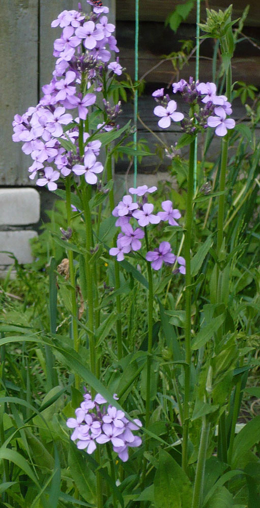 Изображение особи Hesperis matronalis.