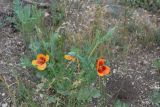 Glaucium corniculatum