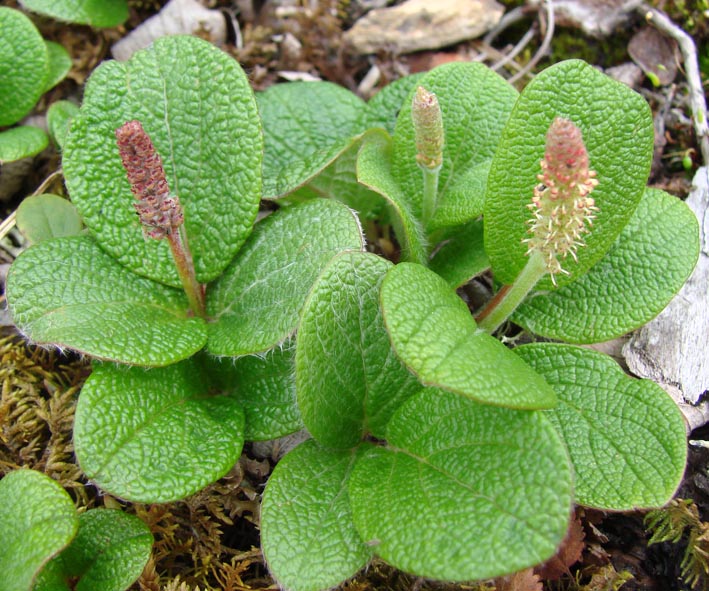 Image of Salix reticulata specimen.