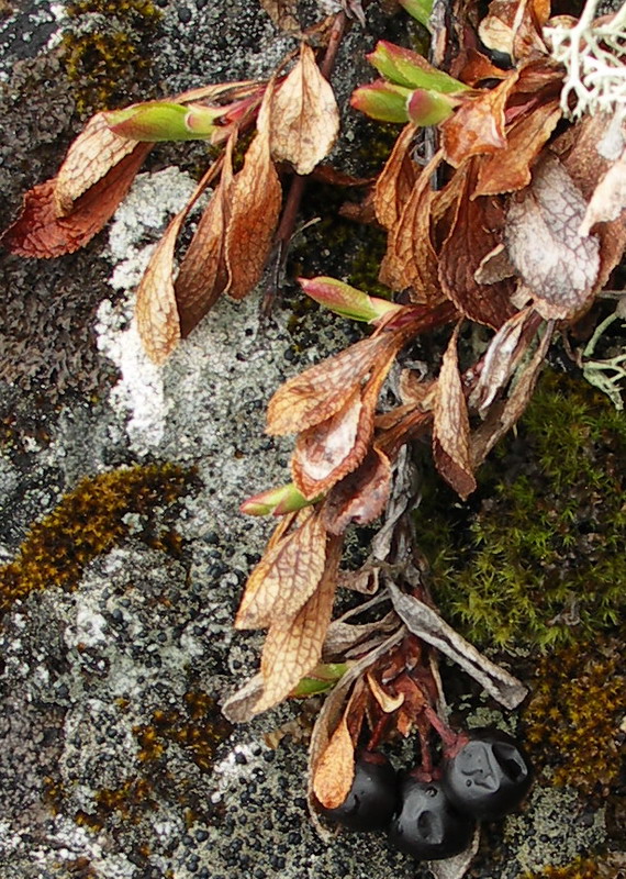 Image of Arctous alpina specimen.