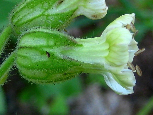Изображение особи Gastrolychnis saxatilis.