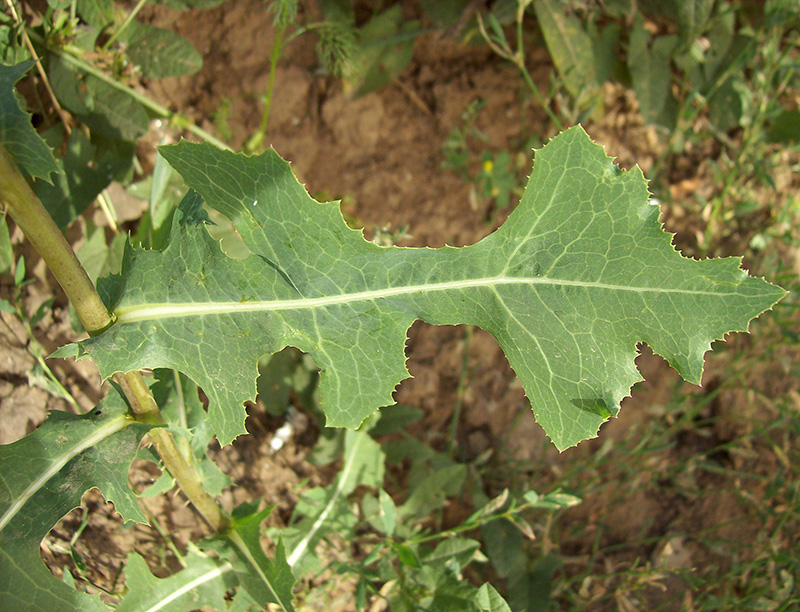 Image of Lactuca serriola specimen.