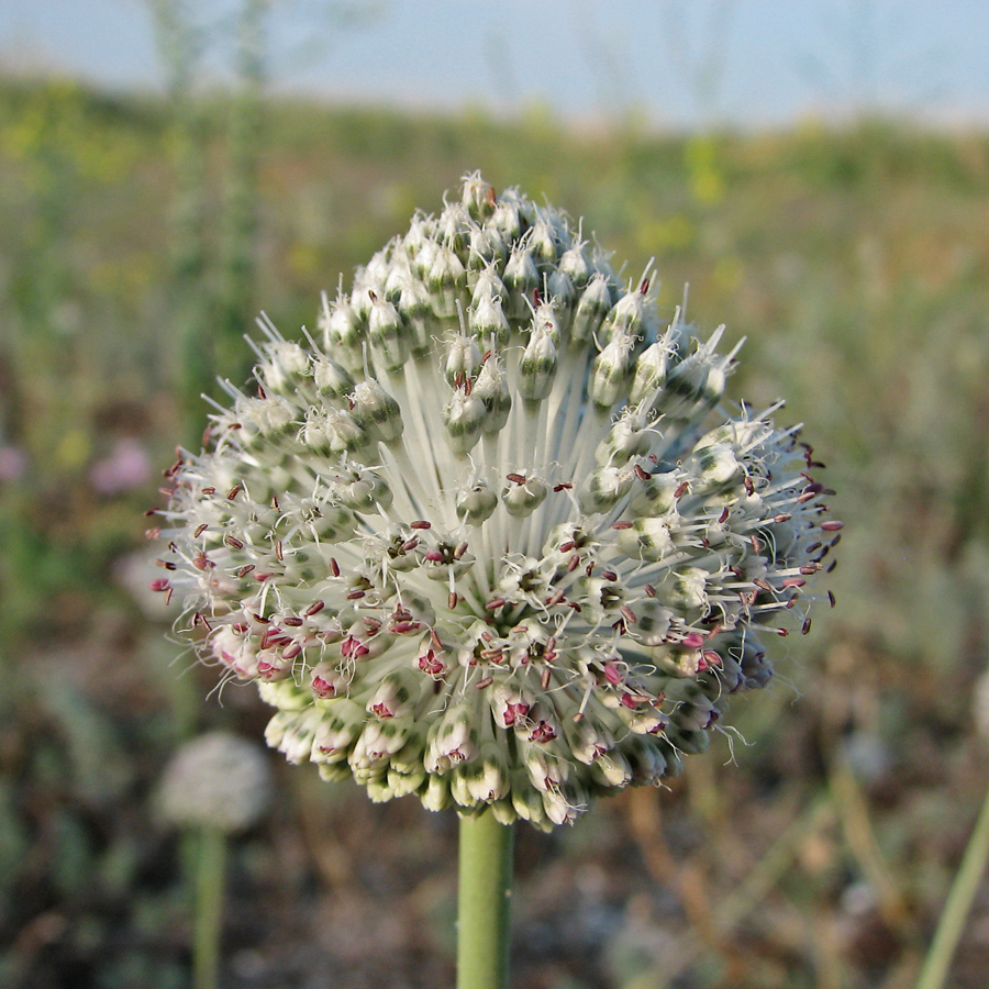 Image of Allium guttatum specimen.