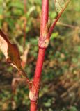 Persicaria × lenticularis. Часть побега. Крым, Симферополь, западный берег Симферопольского водохранилища. 2 августа 2012 г.