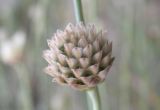 Cephalaria coriacea