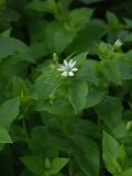 Myosoton aquaticum