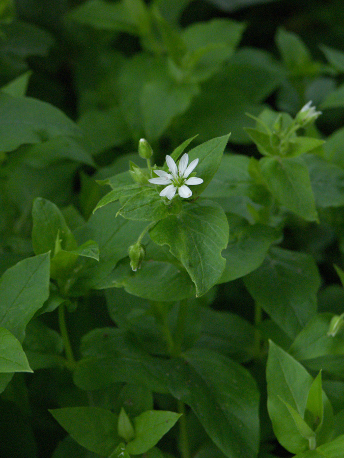 Изображение особи Myosoton aquaticum.