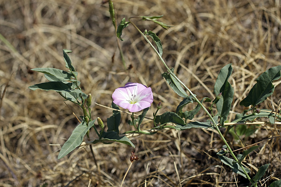 Image of Convolvulus arvensis specimen.